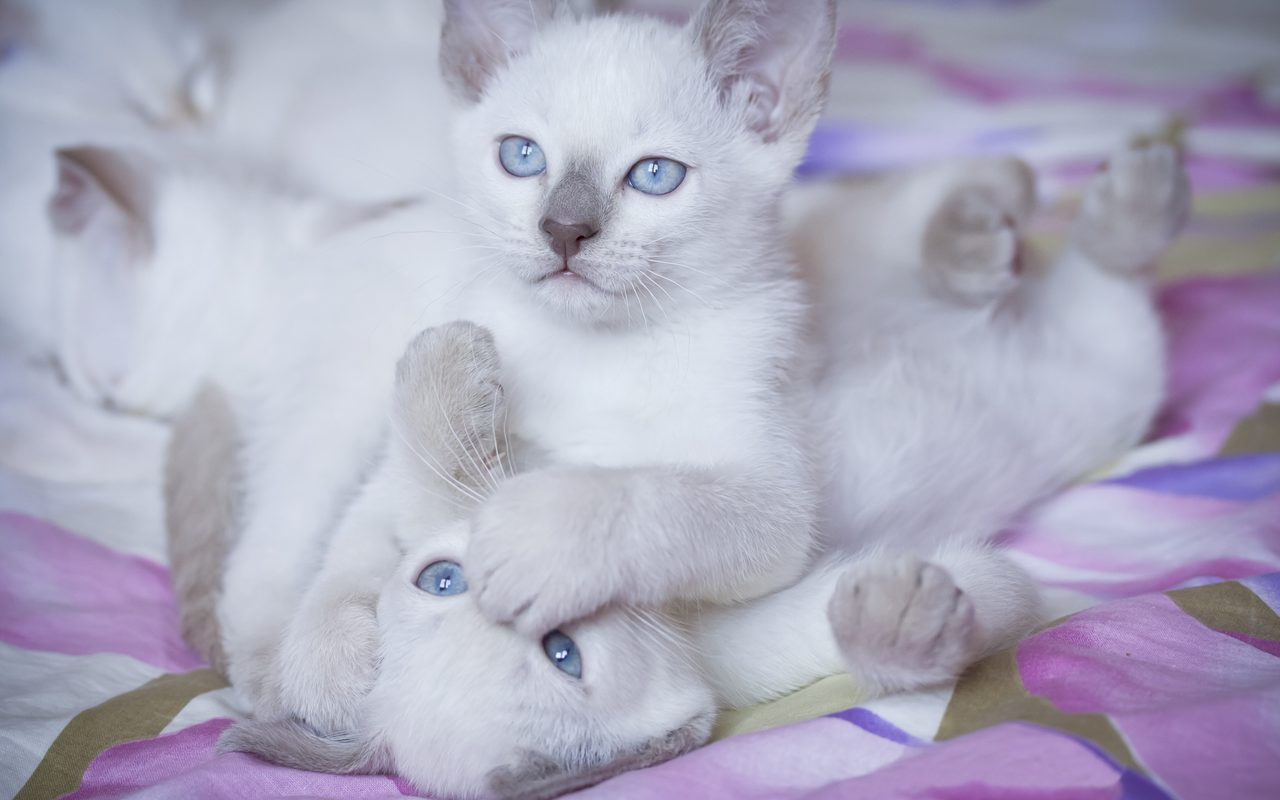 Котята играют