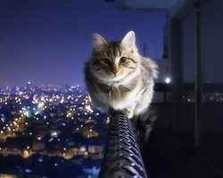 Сонник — кошка: к чему снится кошка на руках, гладить, кормить, ловить и поймать кошку: толкование сна. К чему снится кошка с котятами, беременная кошка?