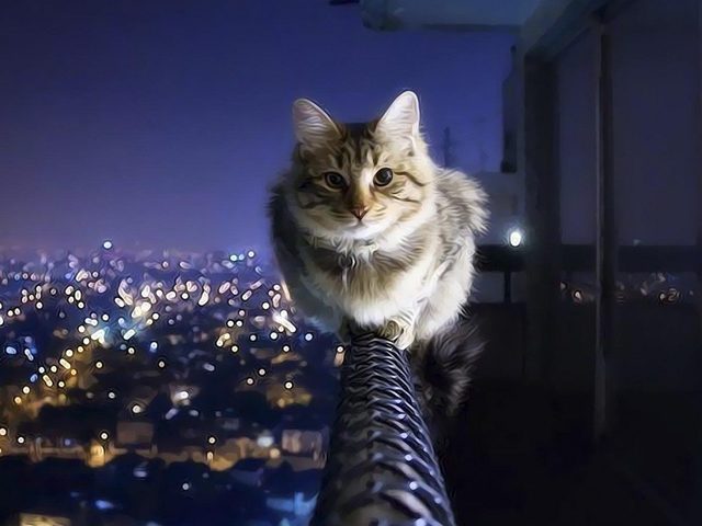 Сонник — кошка: к чему снится кошка на руках, гладить, кормить, ловить и поймать кошку: толкование сна. К чему снится кошка с котятами, беременная кошка?