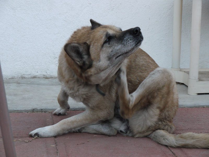 Dog-itchiкакпng-by-dorкепкепеemoпекрекркn313