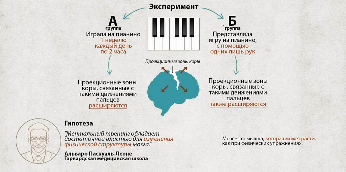 Влияние ментального тренинга на развитие коры головного мозга