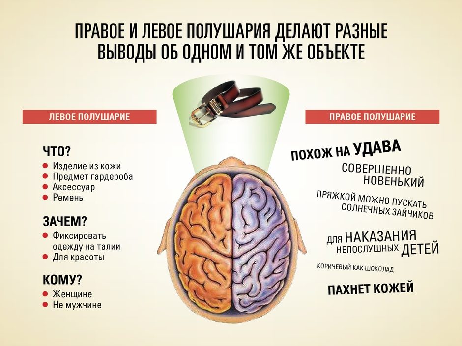 Как взаимодействуют левое и правое полушарие мозга
