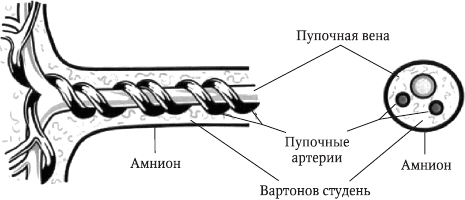 Строение пуповины.