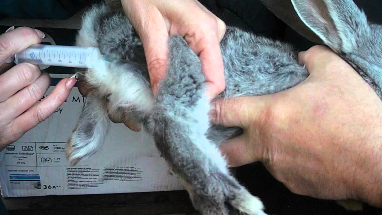 Вакцинация декоративного кролика