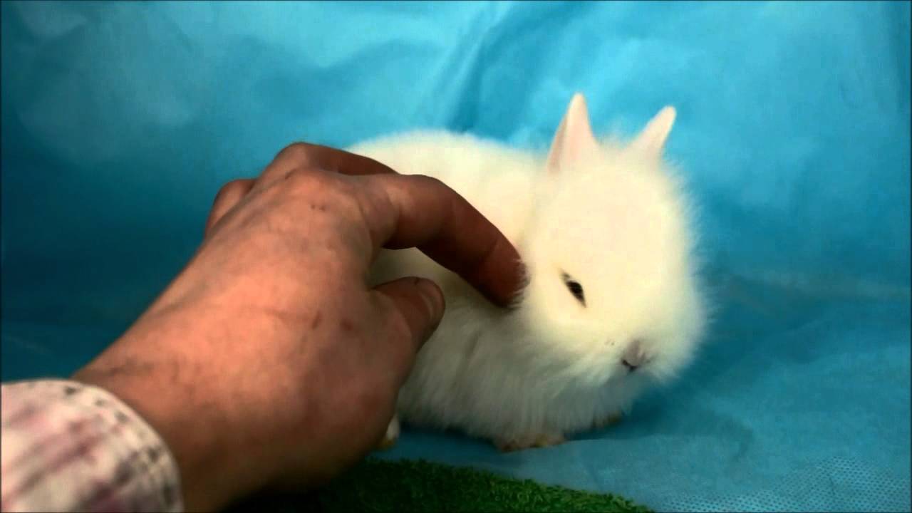 Декоративный кролик