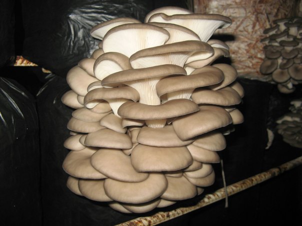 Вешенки.