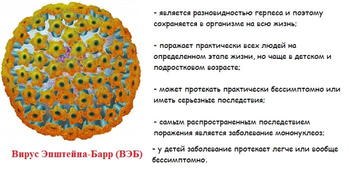 Общие сведения о вэб.