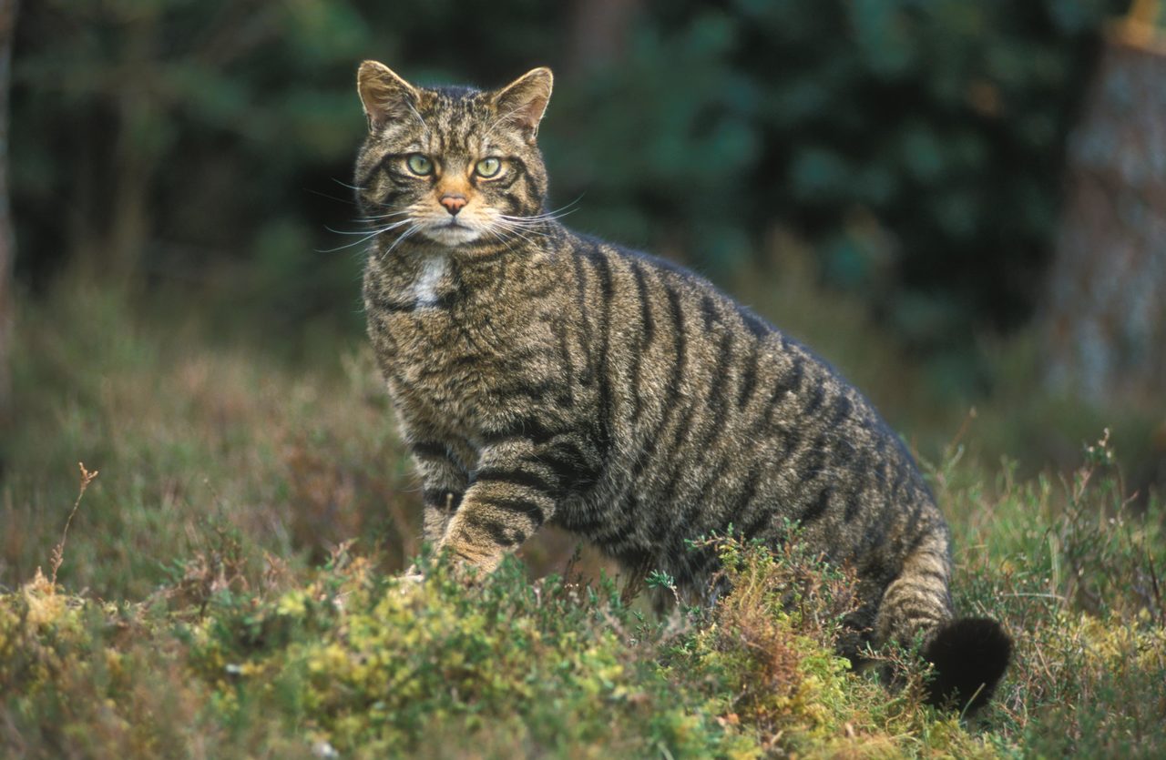 Дикая кошка