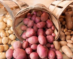 Посадка и выращивание картофеля под соломой или сеном, в мешках, в грунте, в бочках: технология и методы