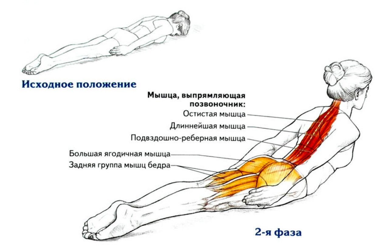 Силовые упражнения для позвоночника