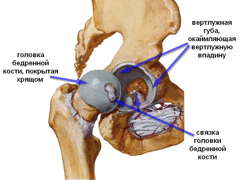 Тазобедренный сустав человека.