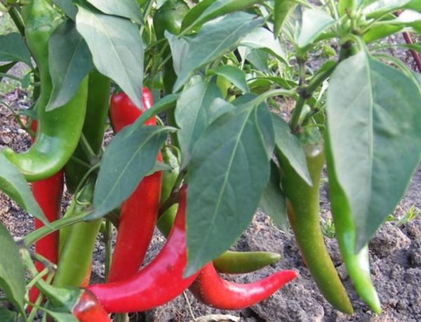 Горький перец можно сажать со многими культурами