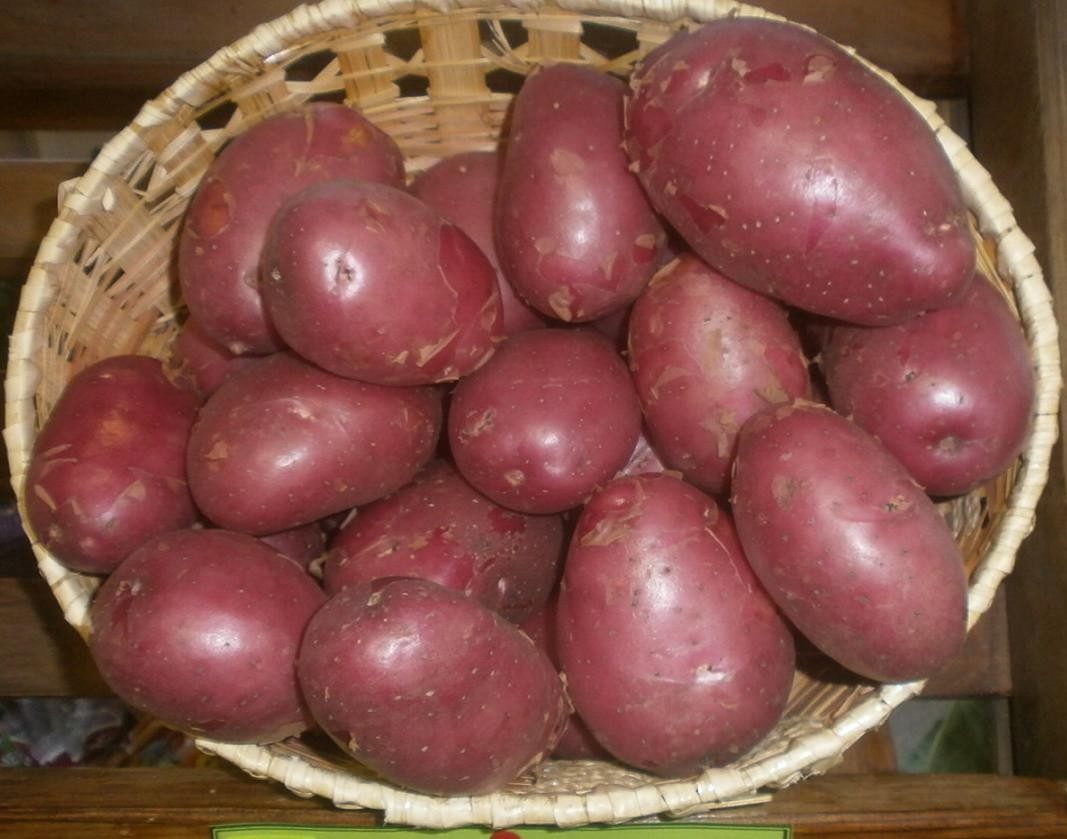 Сорт "зарница"