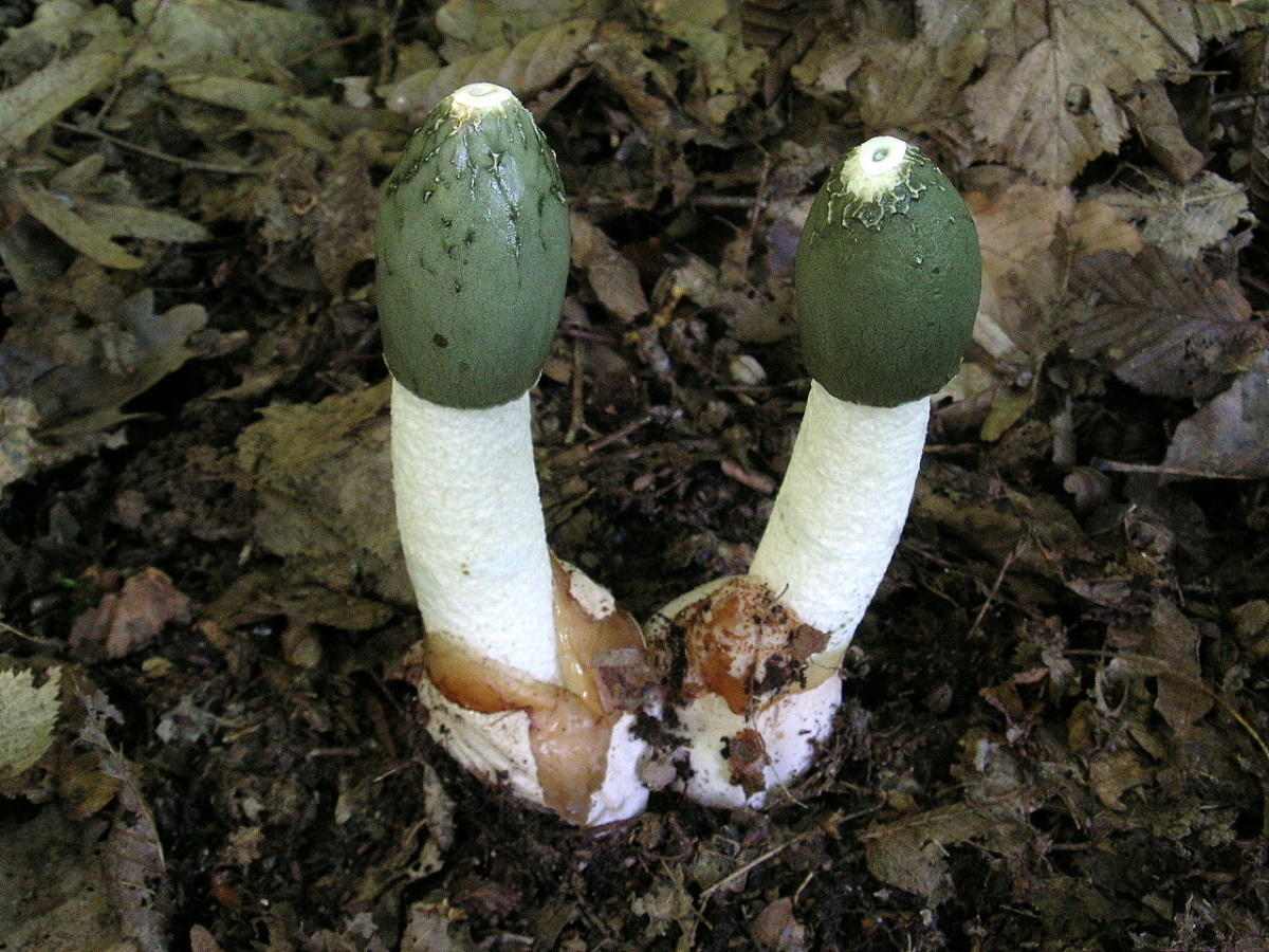 Целебный гриб веселка: лечебные свойства, инструкция по применению. Настойка гриба веселка при онкологии и как ее приготовить