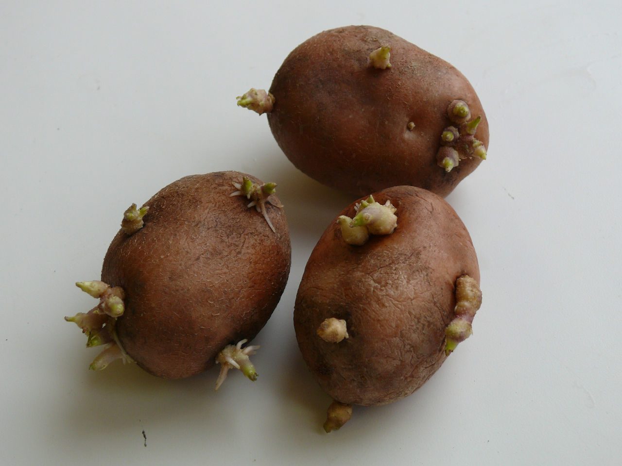 Проращивание картофеля