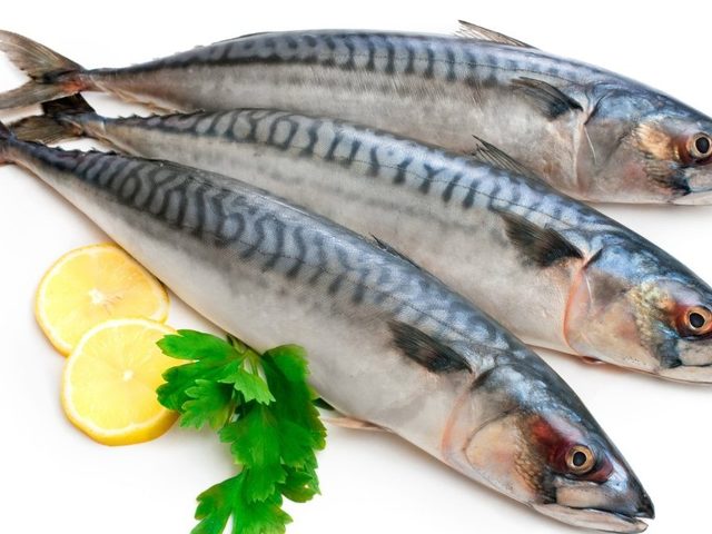 Как вкусно засолить скумбрию пряного посола, уксусом, горчицей в домашних условиях? Как быстро засолить скумбрию для горячего и холодного копчения?