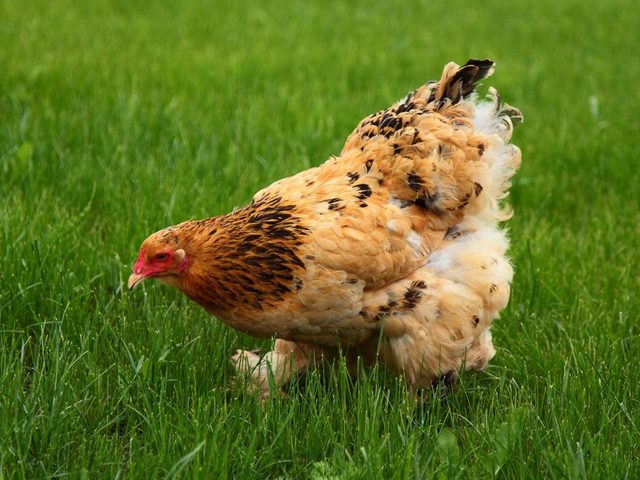 Сонник — куры: к чему снится во сне рыжая, черная и белая курица? К чему снится курица, несущая яйца, клюющая, вареная, с цыплятами?