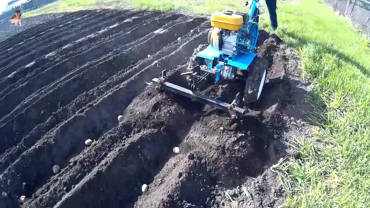 Мотоблок для выращивания картофеля