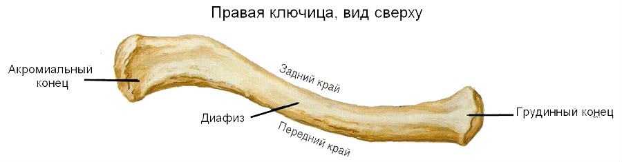 Ключица человека: анатомия.