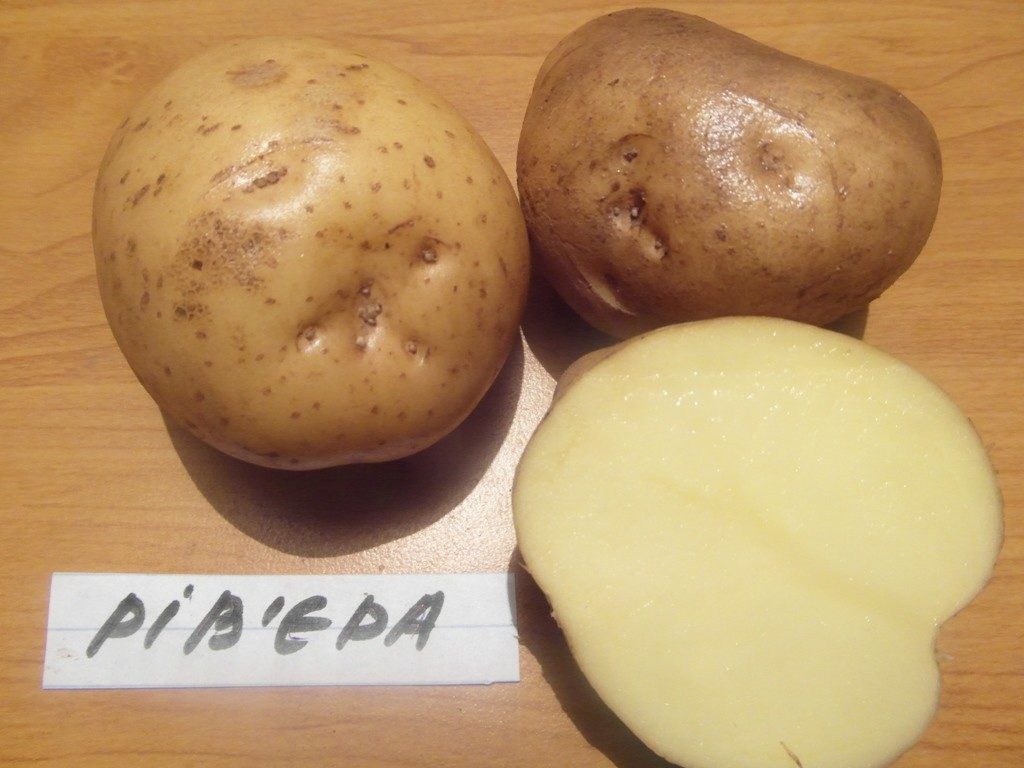 Сорт "ривьера"