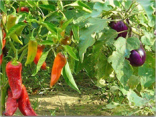 Рядом с баклажанами можно сажать перец
