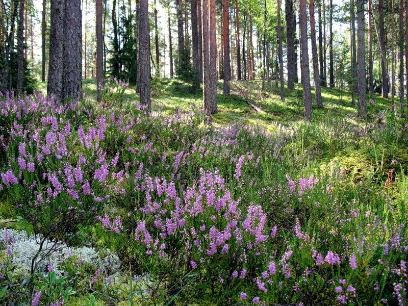 Даже у такого безобидного растения, как вереск, есть противопоказания