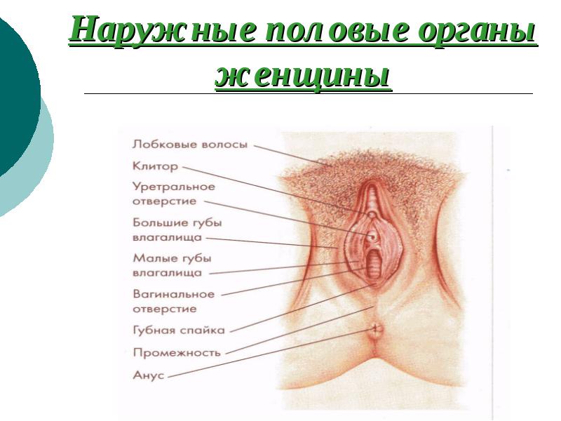 Наружные женские половые органы