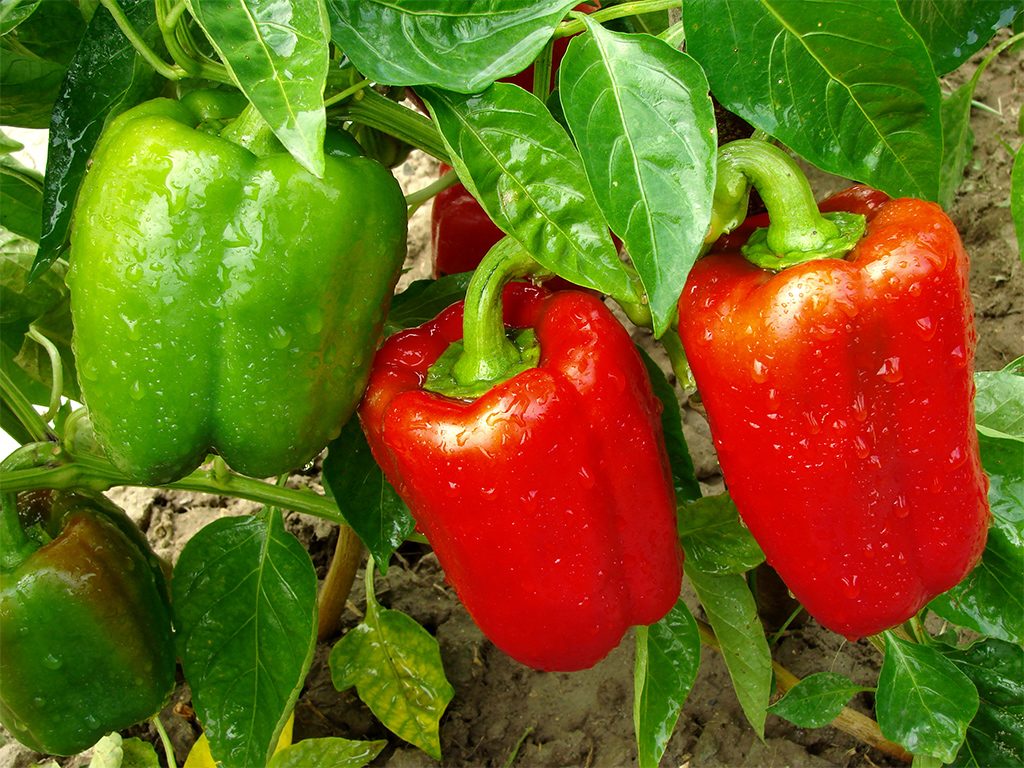 Сочный болгарский перец на грядках