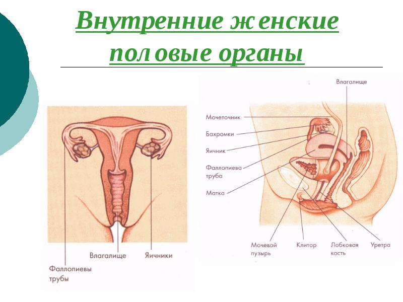 Внутренние женские половые органы