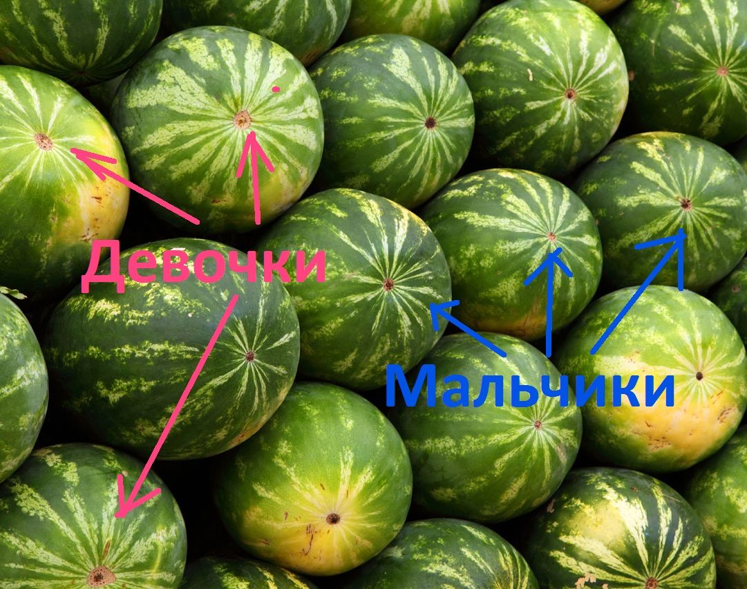 Как выбрать сладкий арбуз?