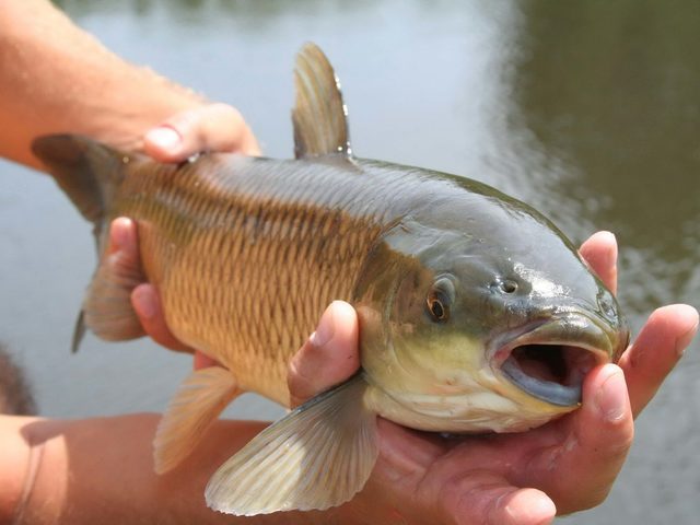 Лунный рыболовный календарь рыбака и клева рыбы на 2025 год: таблица. Благоприятные и неблагоприятные дни для рыбалки и клева в 2025 году по лунному календарю