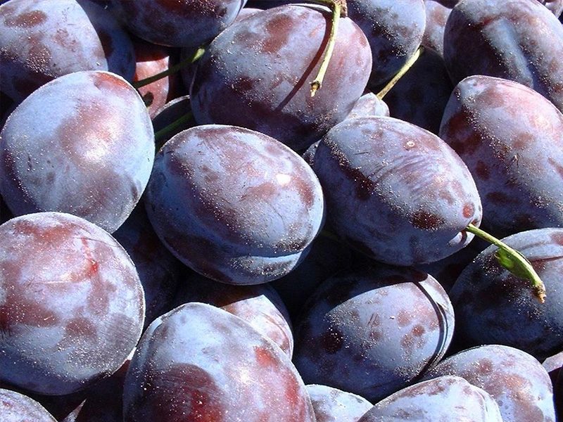 Для сушки отберите целые, не подгнившие сливы