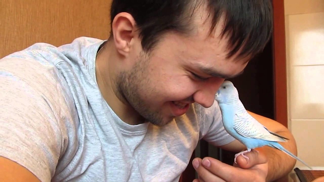 Попугай признает вожаков выходившего его человека