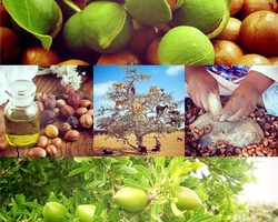 Аргановое масло для волос как использовать? Масло арганы для волос: полезные свойства, применение