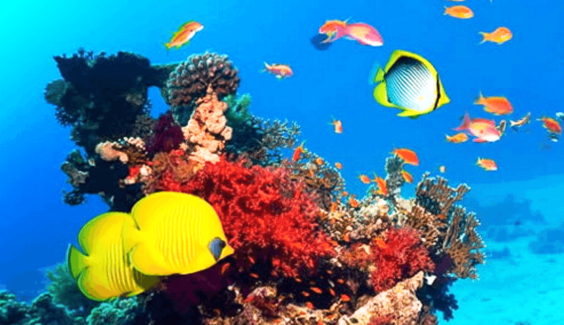 Красное море, израиль