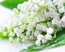 Как нарисовать ландыш? Ландыши: рисунок карандашом и акварелью