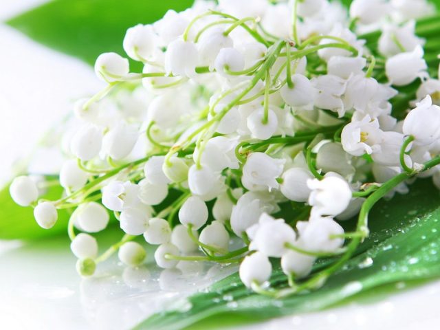 Как нарисовать ландыш? Ландыши: рисунок карандашом и акварелью