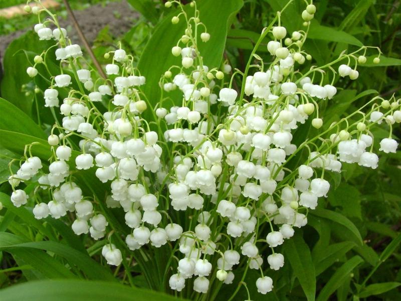 Ландыш — сердечный лекарь