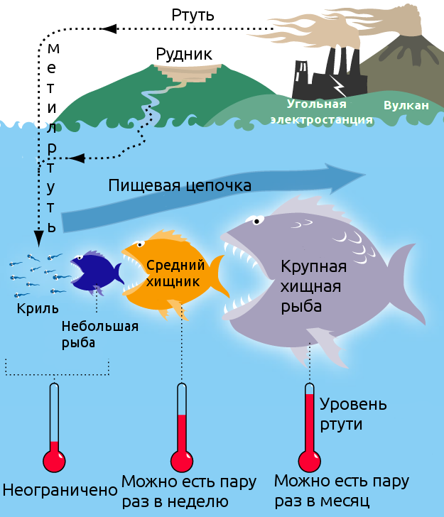 Как ртуть попадает в организм морских животных и рыбы