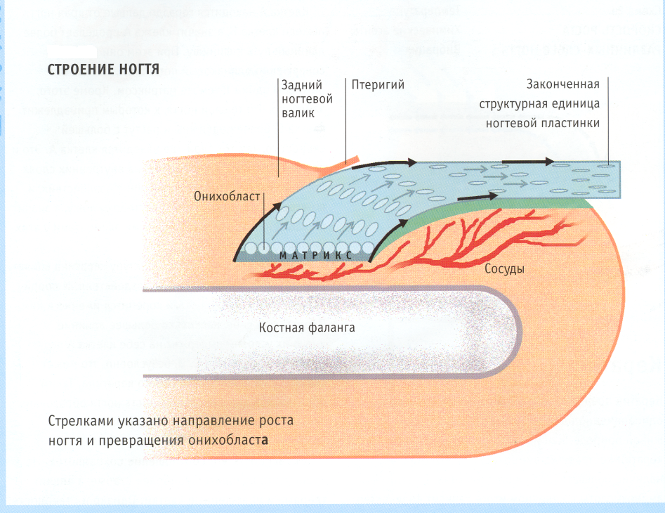 Подробная схема строения ногтя.