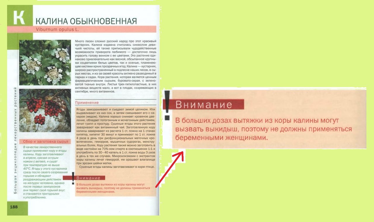 Калина при беременности: страница из энциклопедии "лекарственные растения" ильиной