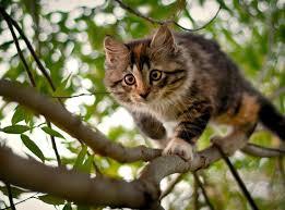 кошки - настоящие хищники