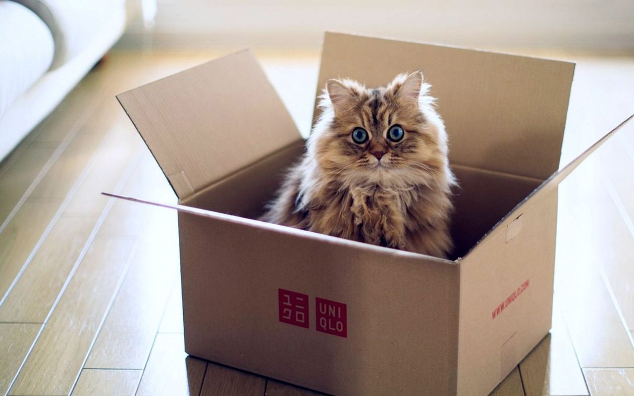 Переезд кота в новую квартиру
