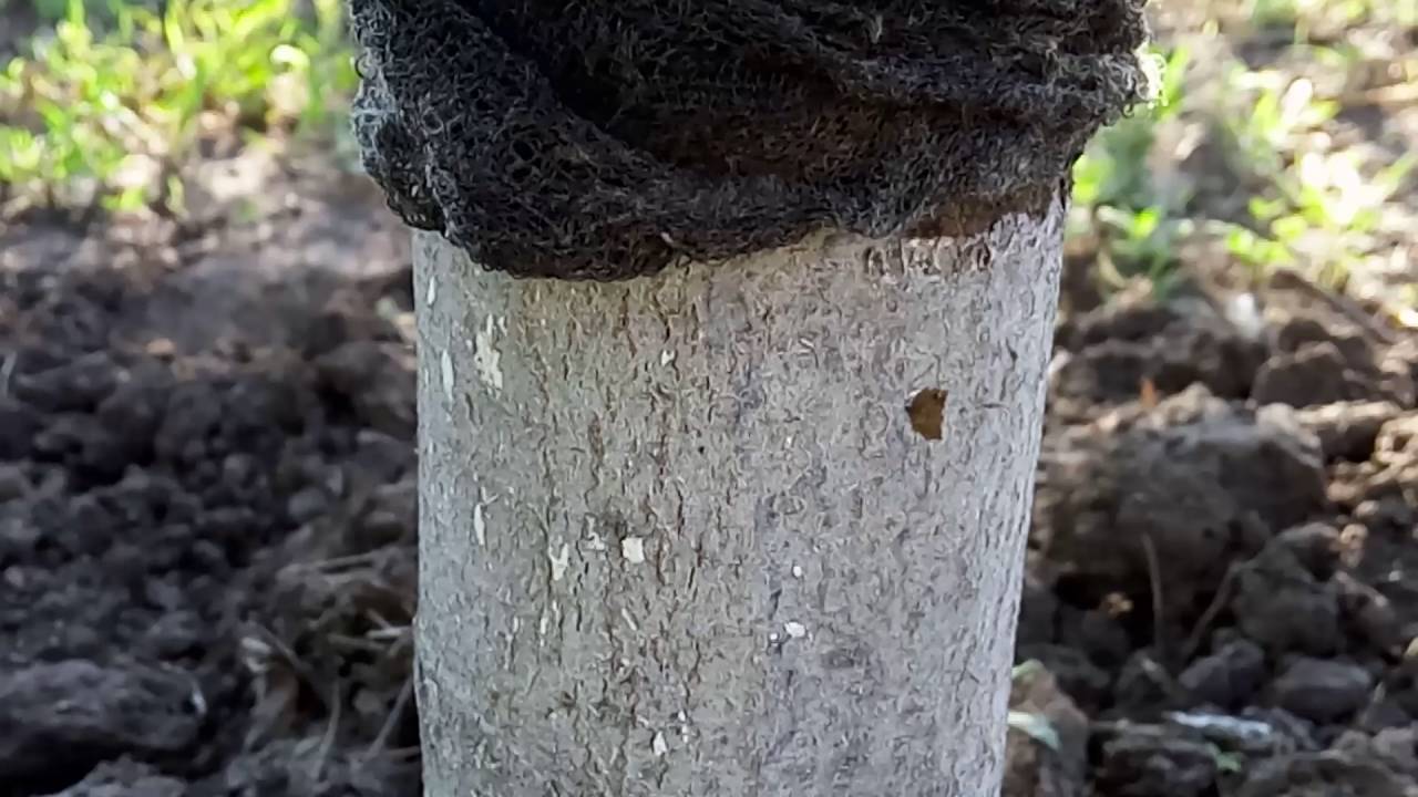 Березовый деготь от тли