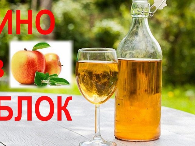 Вино из яблок в домашних условиях: простой рецепт. Как сделать вкусное полусладкое, сухое и крепленое яблочное вино из зеленых и диких яблок в домашних условиях?