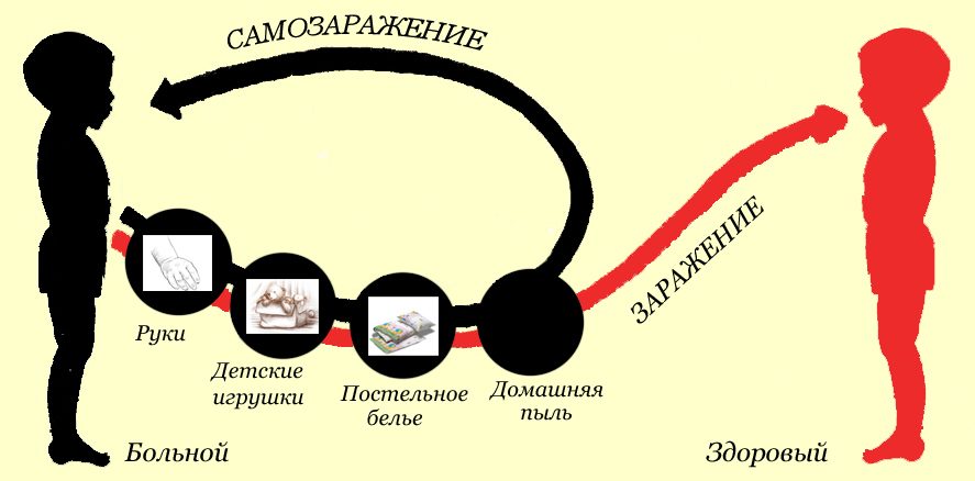 Пути заражения энтеробиозом