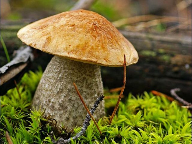 Как и сколько варить грибы перед жаркой, заморозкой, для маринования, супа? Как и сколько варить свежие, замороженные и сушеные грибы?