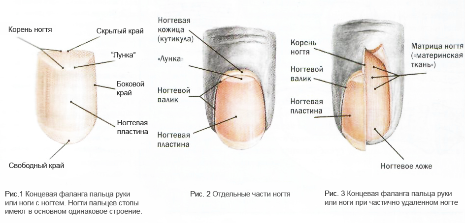 Ноготь и ногтевая пластина.