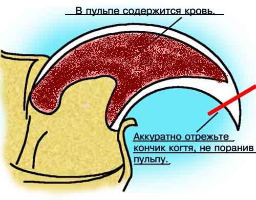 Пульпа ногтя