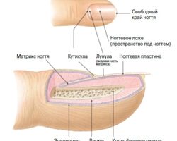 Строение ногтя человека на руках и ногах: схема. Анатомия, функции и особенности строения ногтевой пластины рук и ног человека